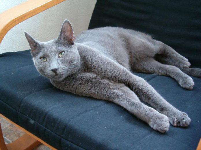 le chat bleu russe