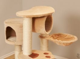 Les 9 meilleurs arbres à chat
