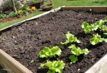 Créer un potager en carrés : mode d’emploi pour débutants