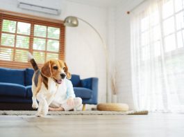 Comment protéger son intérieur tout en accueillant des animaux